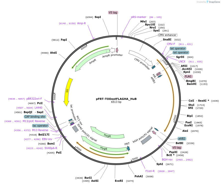 65755-plasmid-map-sequence-id-121638