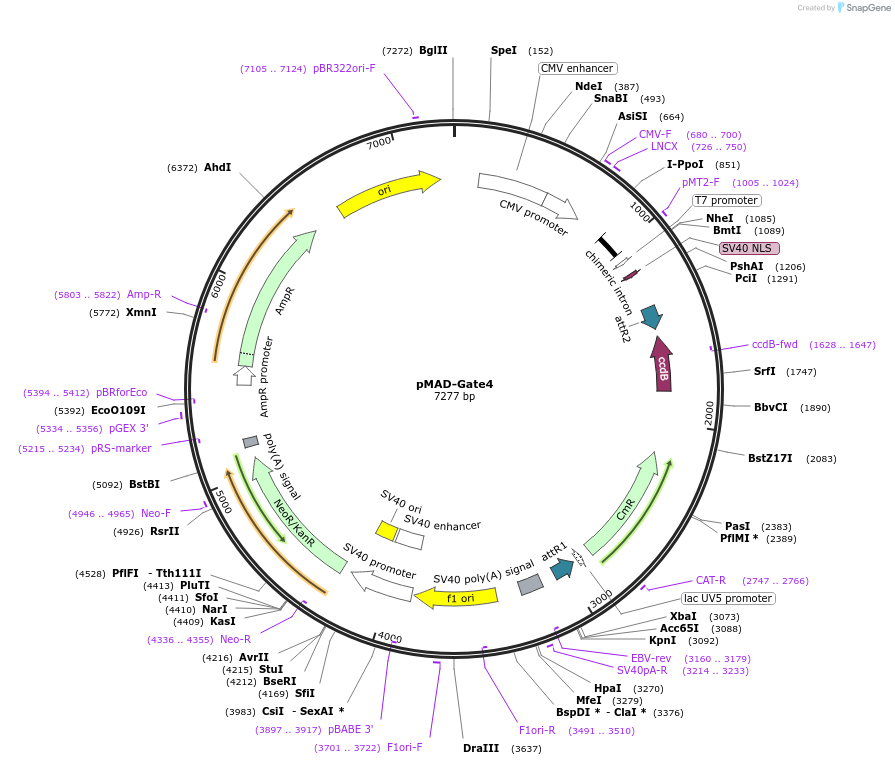 25943-plasmid-map-sequence-id-12164