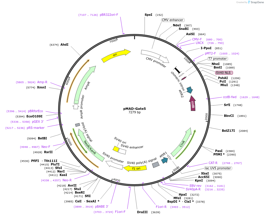 25944-plasmid-map-sequence-id-12165