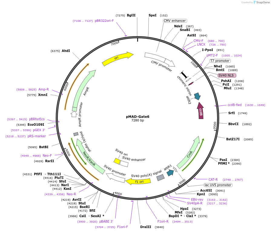 25945-plasmid-map-sequence-id-12166