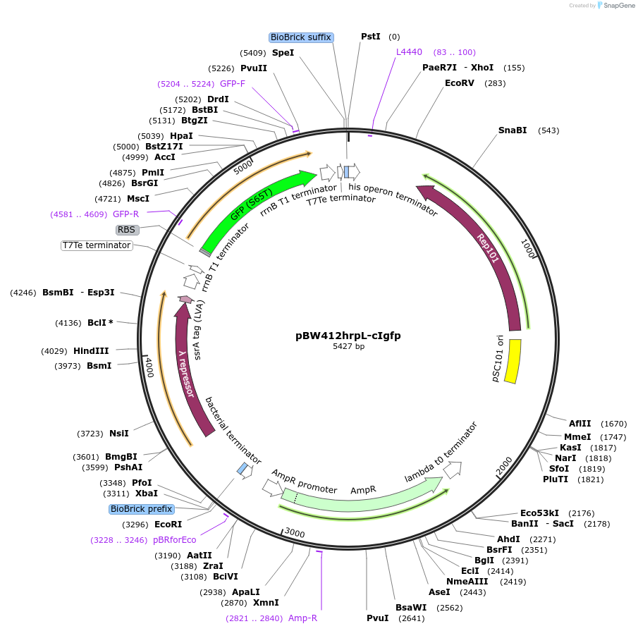 61438-plasmid-map-sequence-id-121680