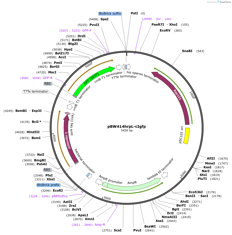 61439-plasmid-map-sequence-id-121684