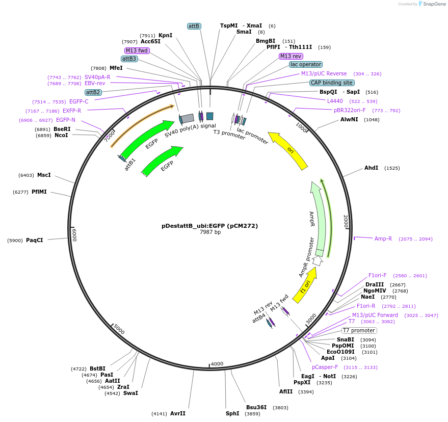 68339-plasmid-map-sequence-id-121687