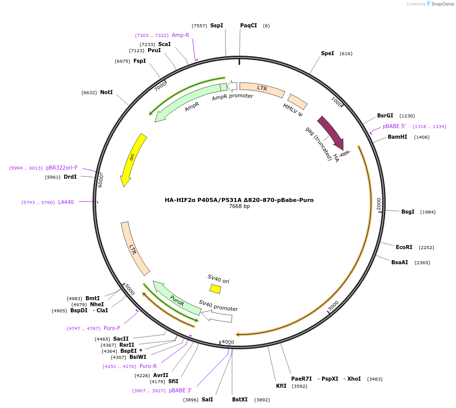 25949-plasmid-map-sequence-id-12170