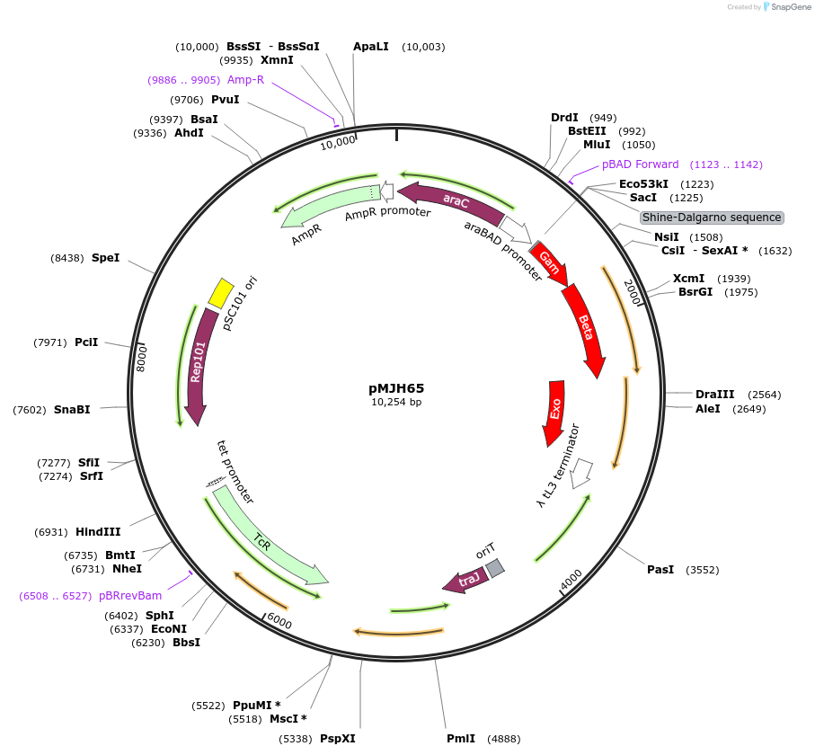 67273-plasmid-map-sequence-id-121707