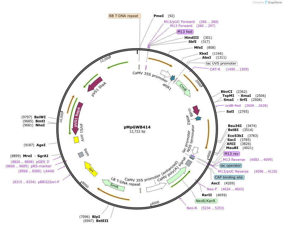 68679-plasmid-map-sequence-id-121733