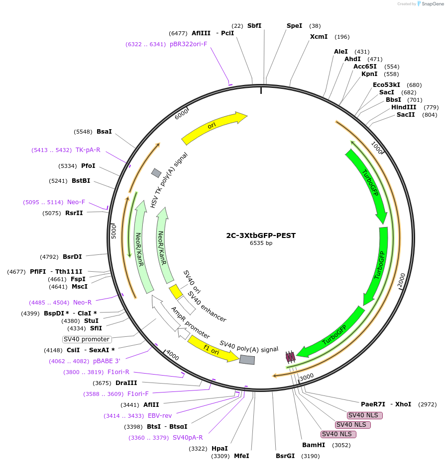 69072-plasmid-map-sequence-id-121736