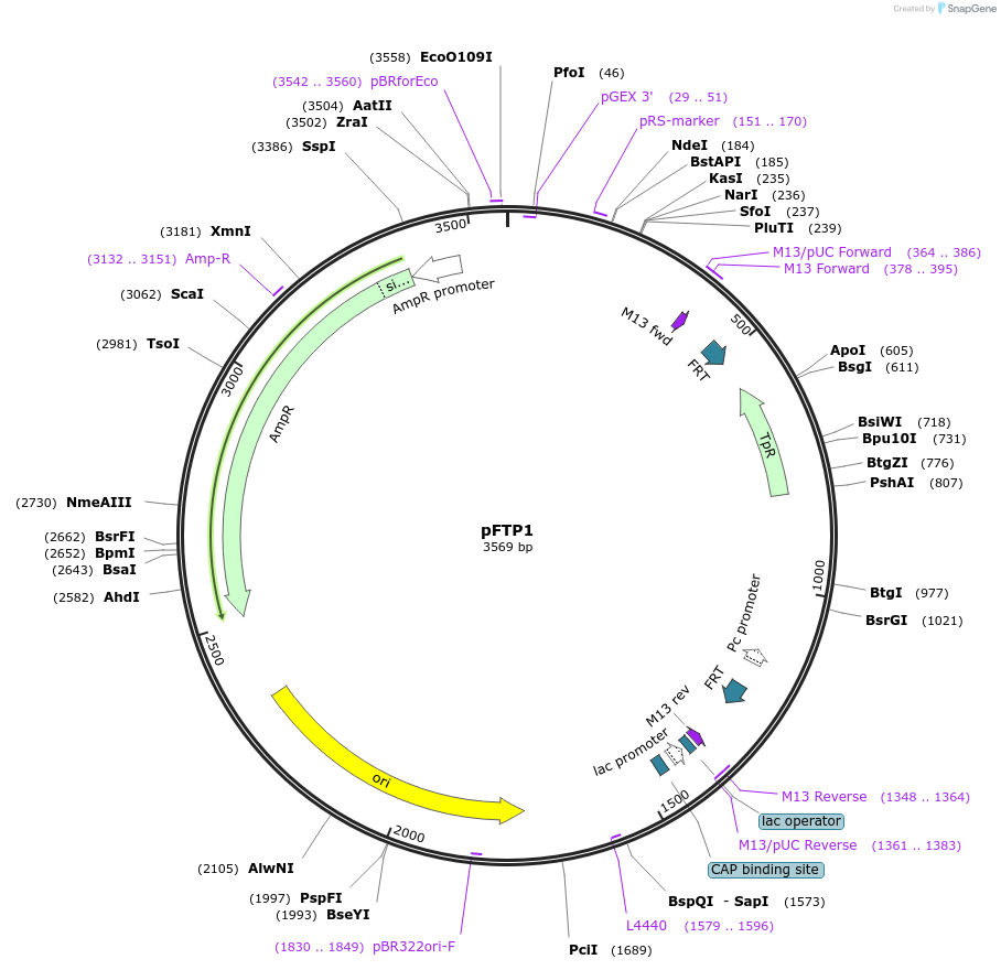 64952-plasmid-map-sequence-id-121749