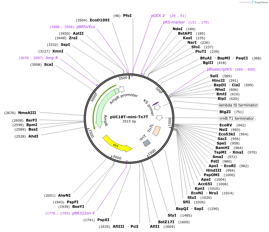 64957-plasmid-map-sequence-id-121752