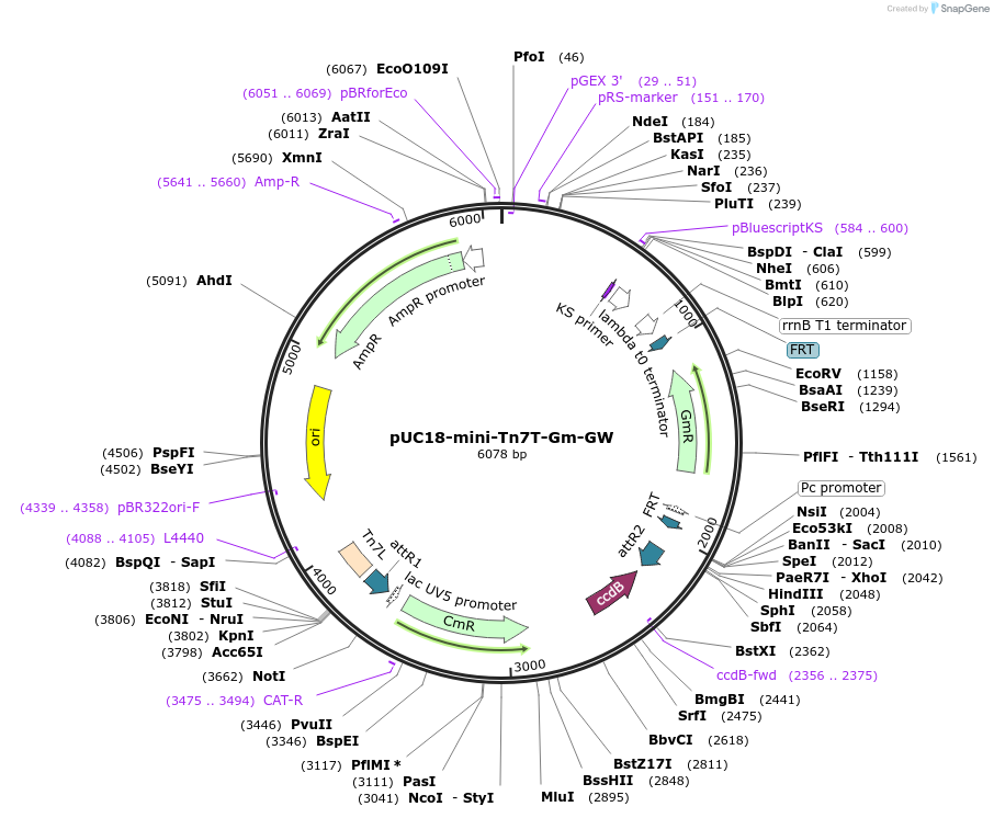 64961-plasmid-map-sequence-id-121753