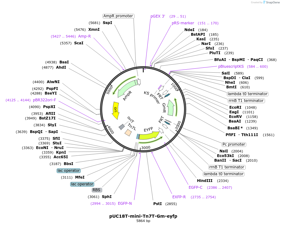65031-plasmid-map-sequence-id-121759