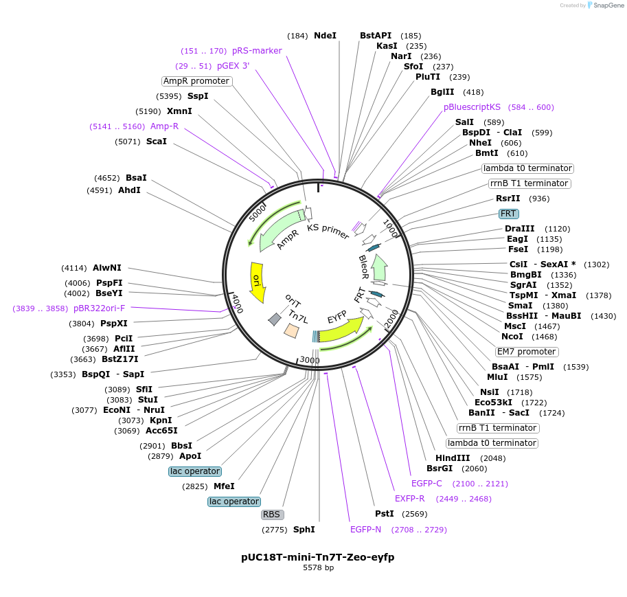 65039-plasmid-map-sequence-id-121763