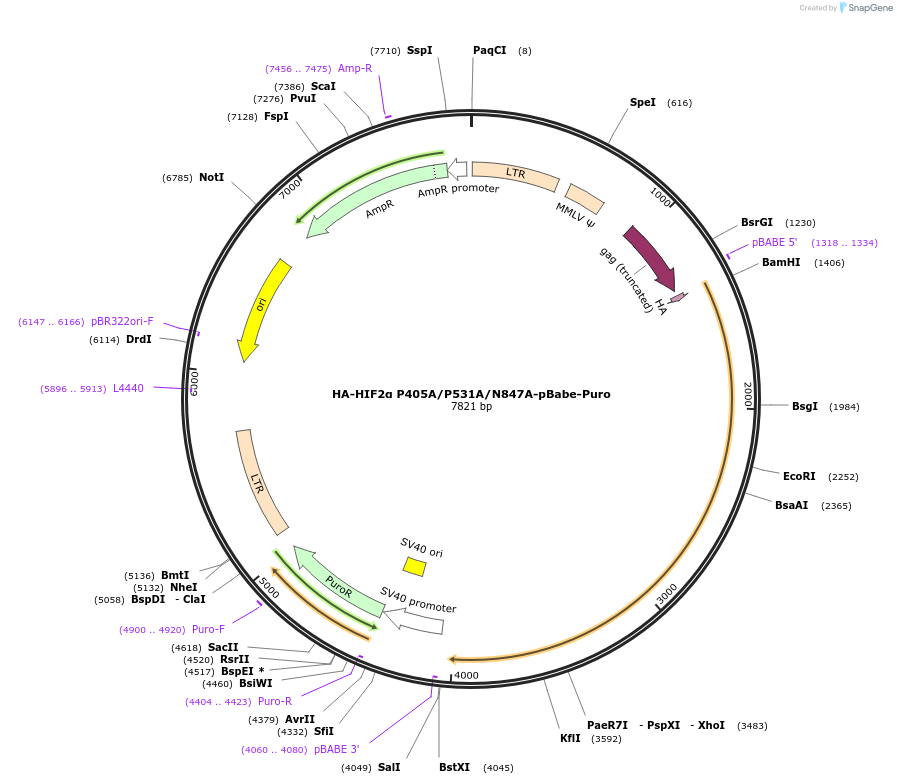 25956-plasmid-map-sequence-id-12177