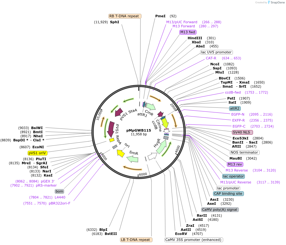 68569-plasmid-map-sequence-id-121797