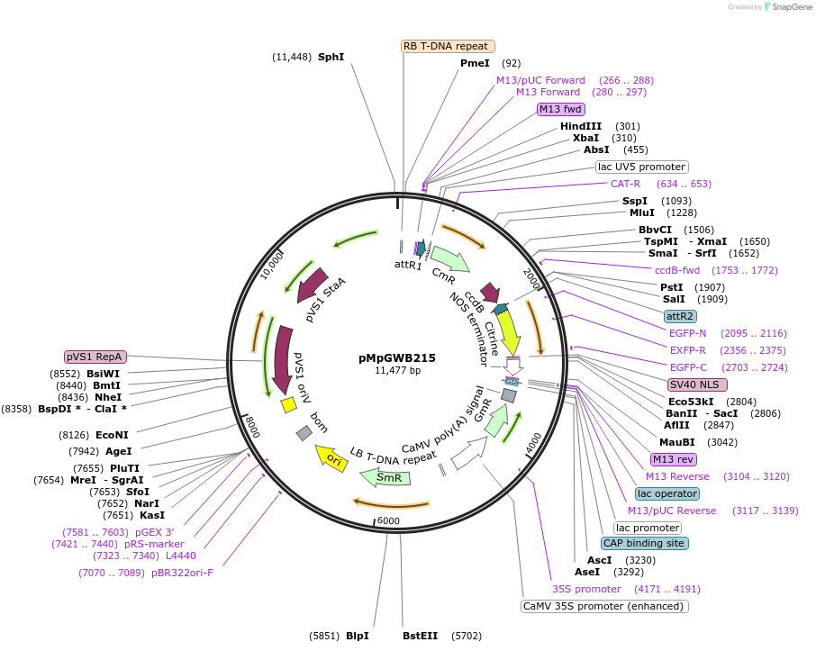 68606-plasmid-map-sequence-id-121798