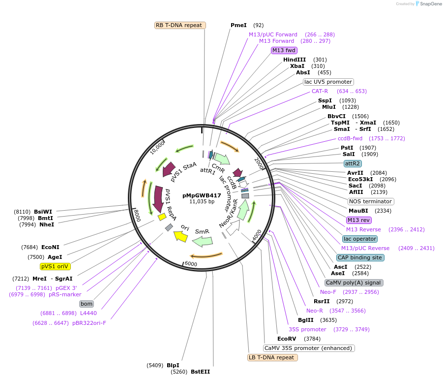 68682-plasmid-map-sequence-id-121809