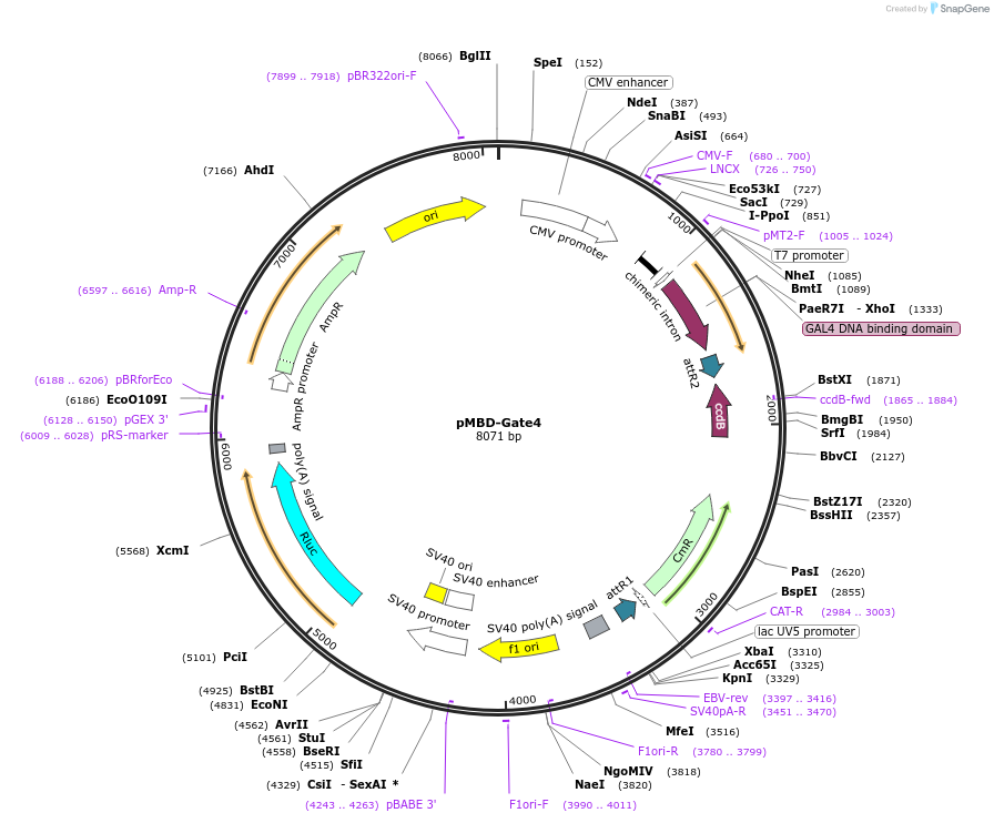 25960-plasmid-map-sequence-id-12181