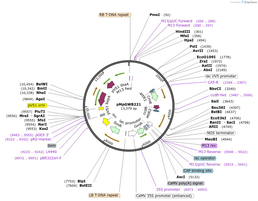 68612-plasmid-map-sequence-id-121823