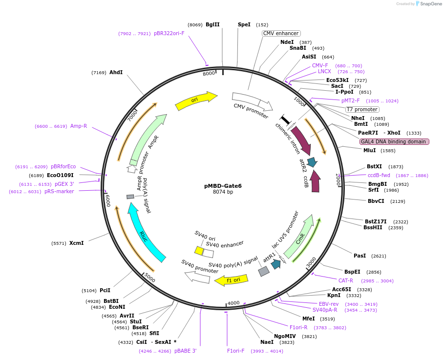 25962-plasmid-map-sequence-id-12183