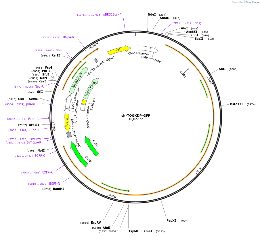 69112-plasmid-map-sequence-id-121834
