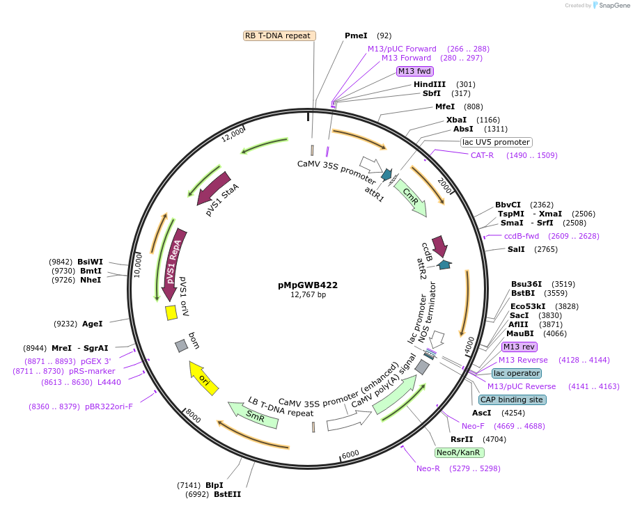 68687-plasmid-map-sequence-id-121835