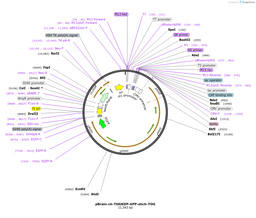 69113-plasmid-map-sequence-id-121841