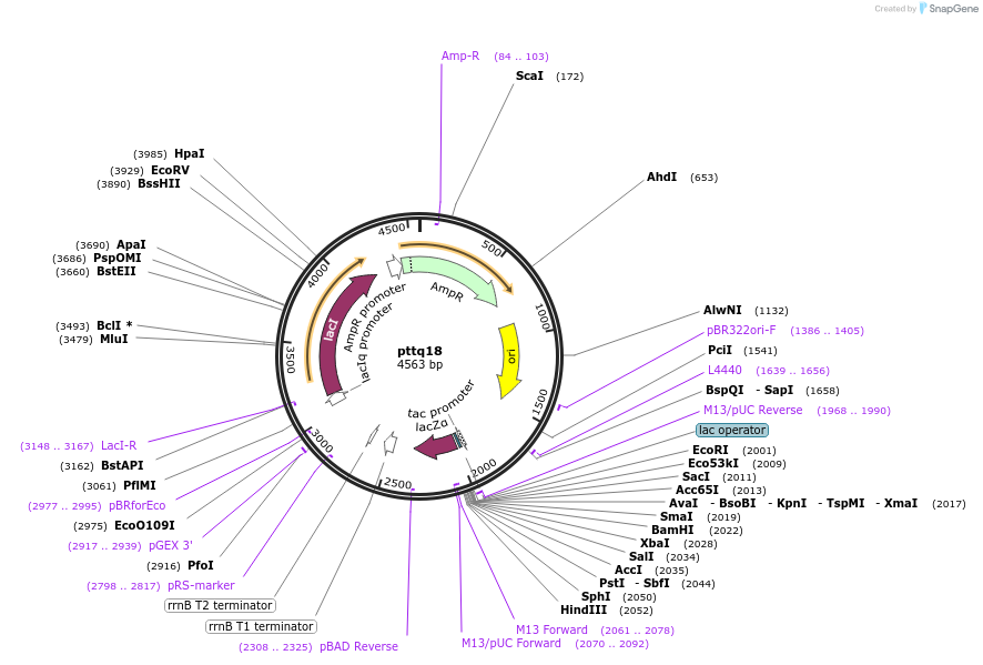 69122-plasmid-map-sequence-id-121842