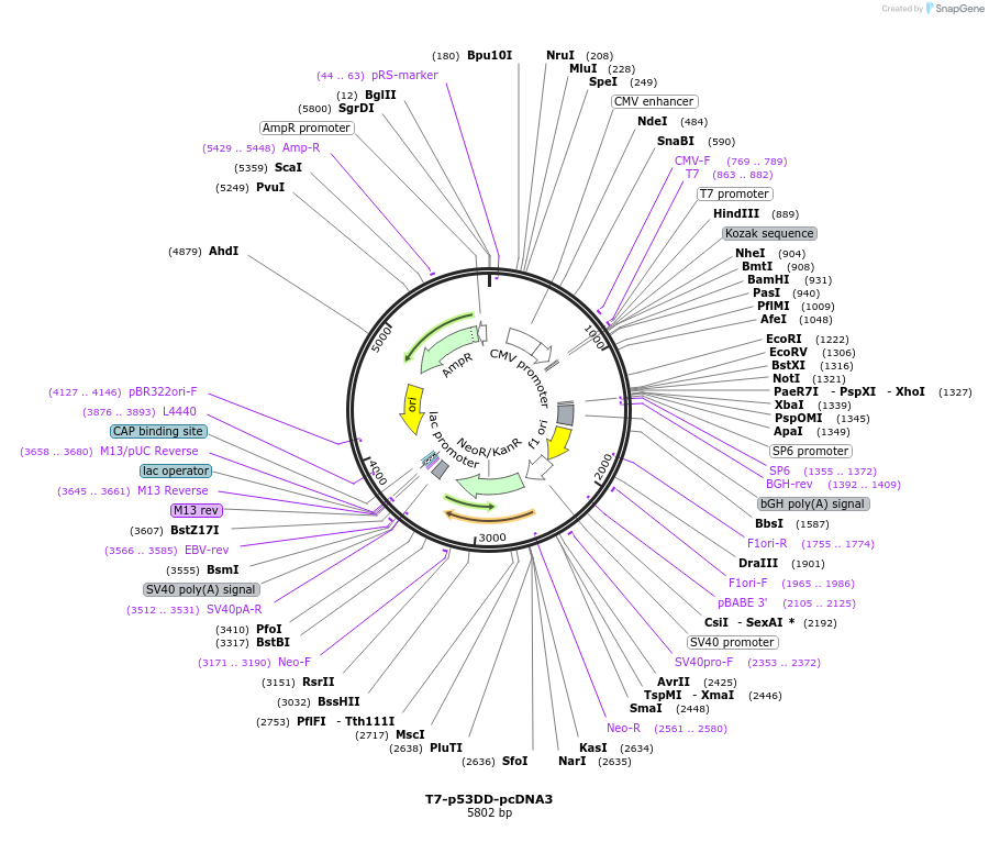 25989-plasmid-map-sequence-id-12186