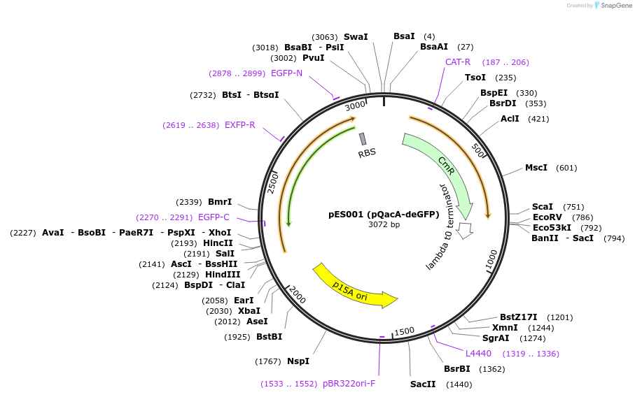69030-plasmid-map-sequence-id-121905