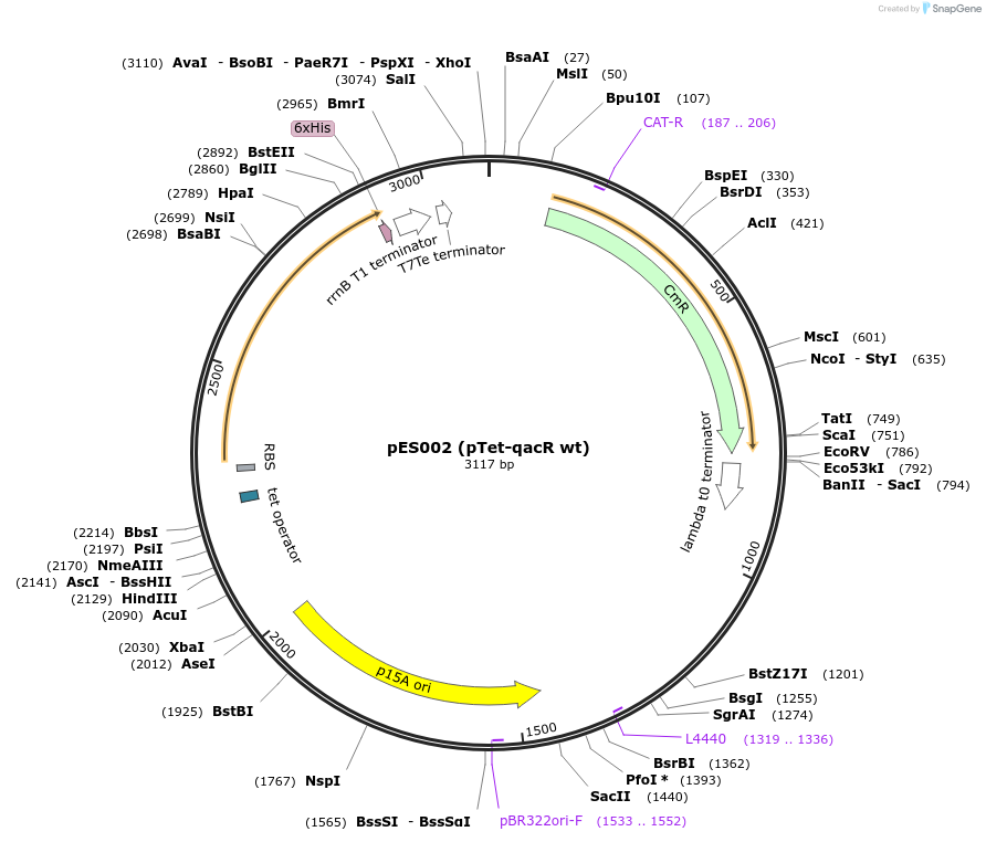 69031-plasmid-map-sequence-id-121906