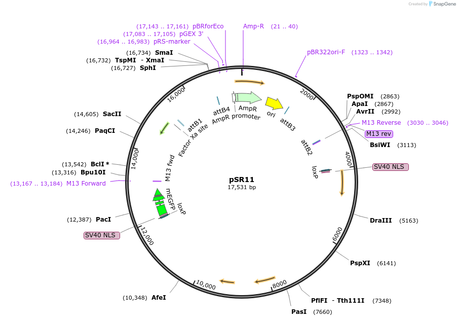 69154-plasmid-map-sequence-id-121937