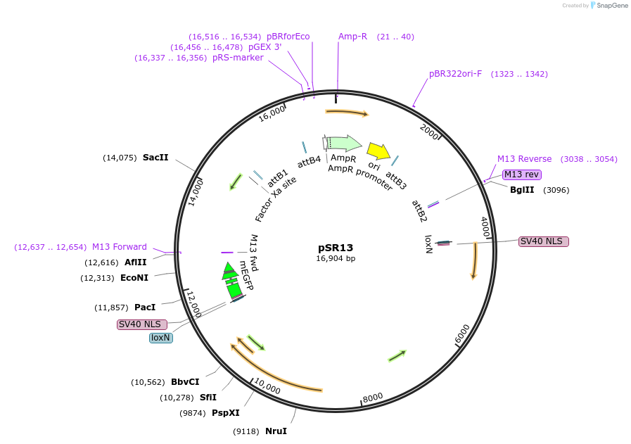 69155-plasmid-map-sequence-id-121941