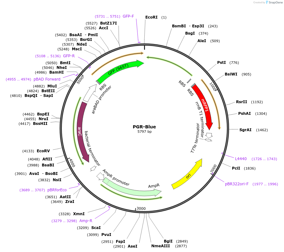 68374-plasmid-map-sequence-id-121945