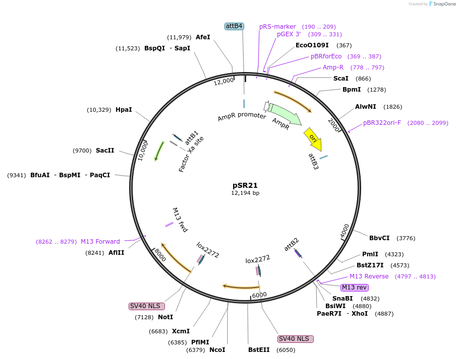 69156-plasmid-map-sequence-id-121946