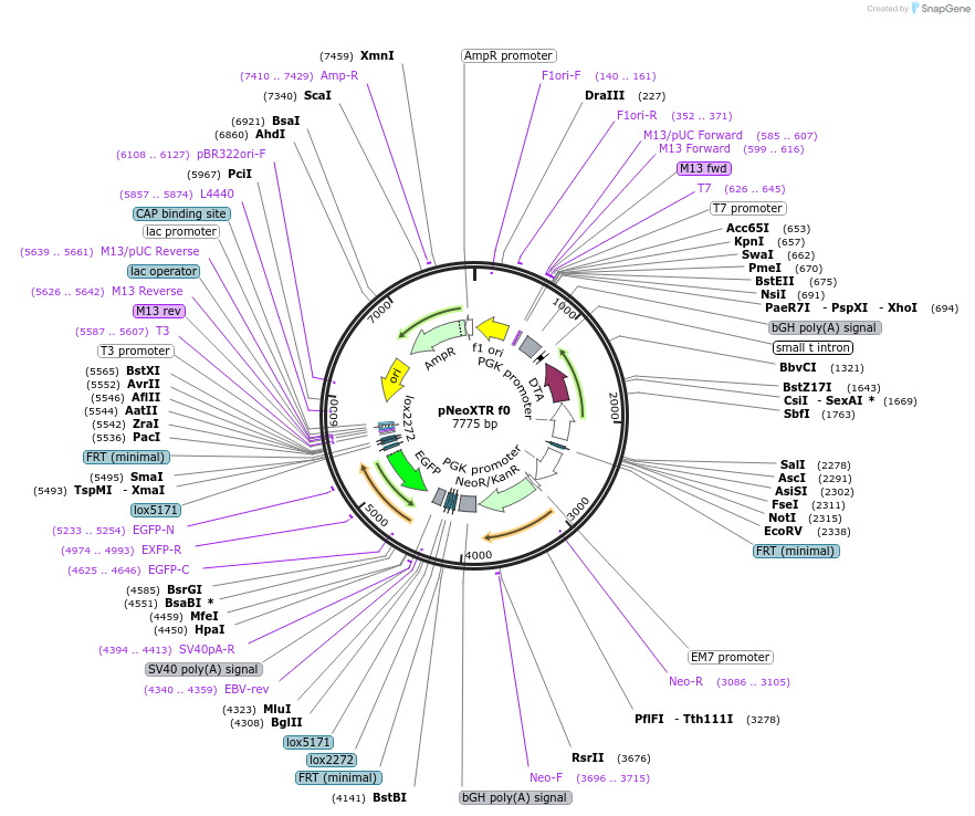 69157-plasmid-map-sequence-id-121947