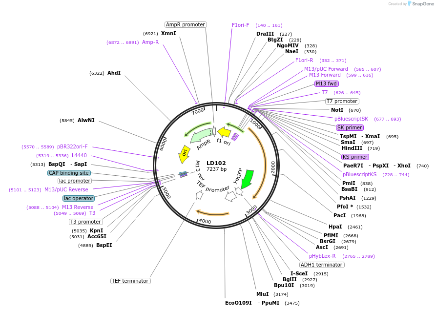 69161-plasmid-map-sequence-id-121949