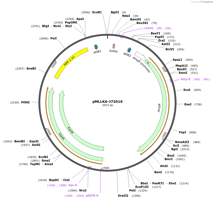 26007-plasmid-map-sequence-id-12195