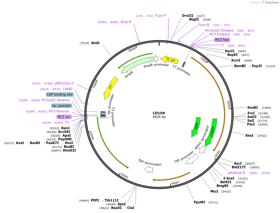 69164-plasmid-map-sequence-id-121952