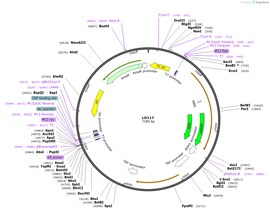69169-plasmid-map-sequence-id-121957