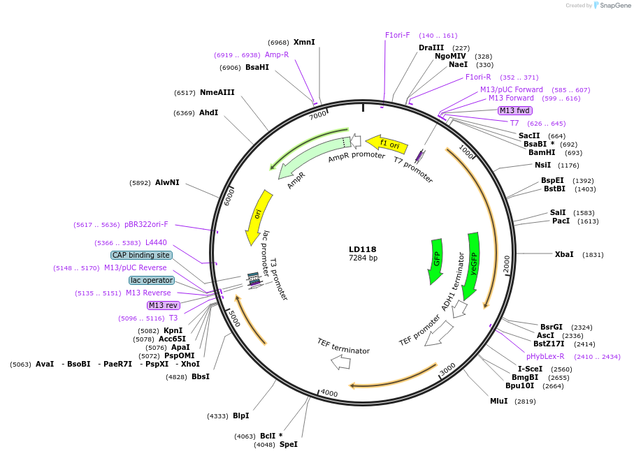 69170-plasmid-map-sequence-id-121958