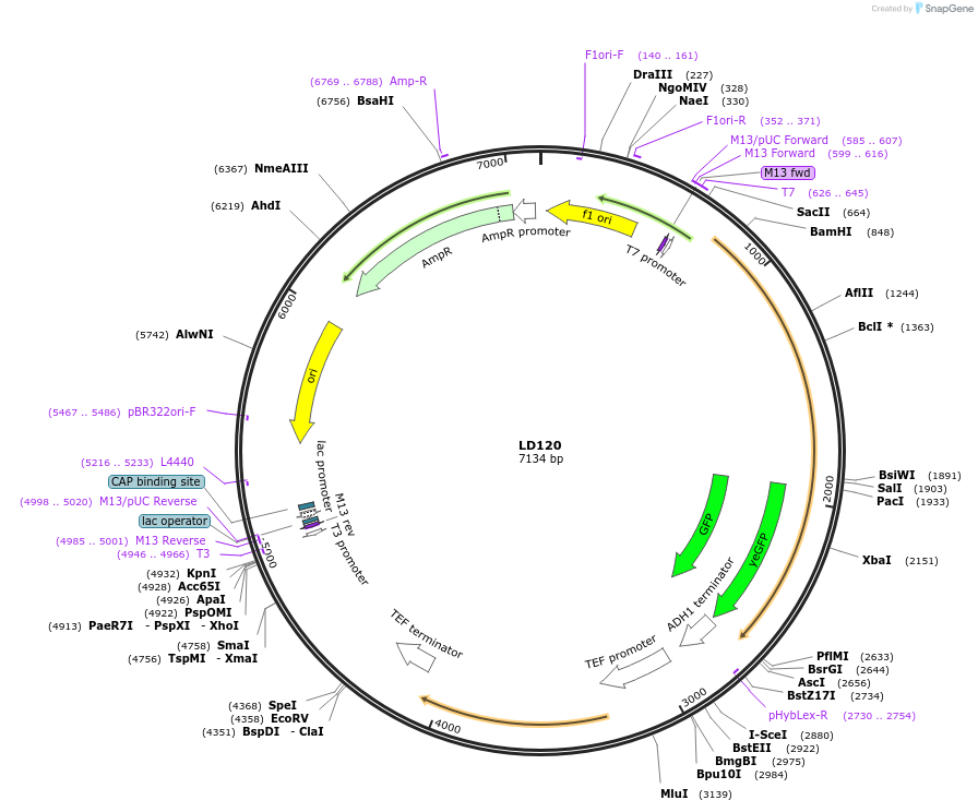 69171-plasmid-map-sequence-id-121959