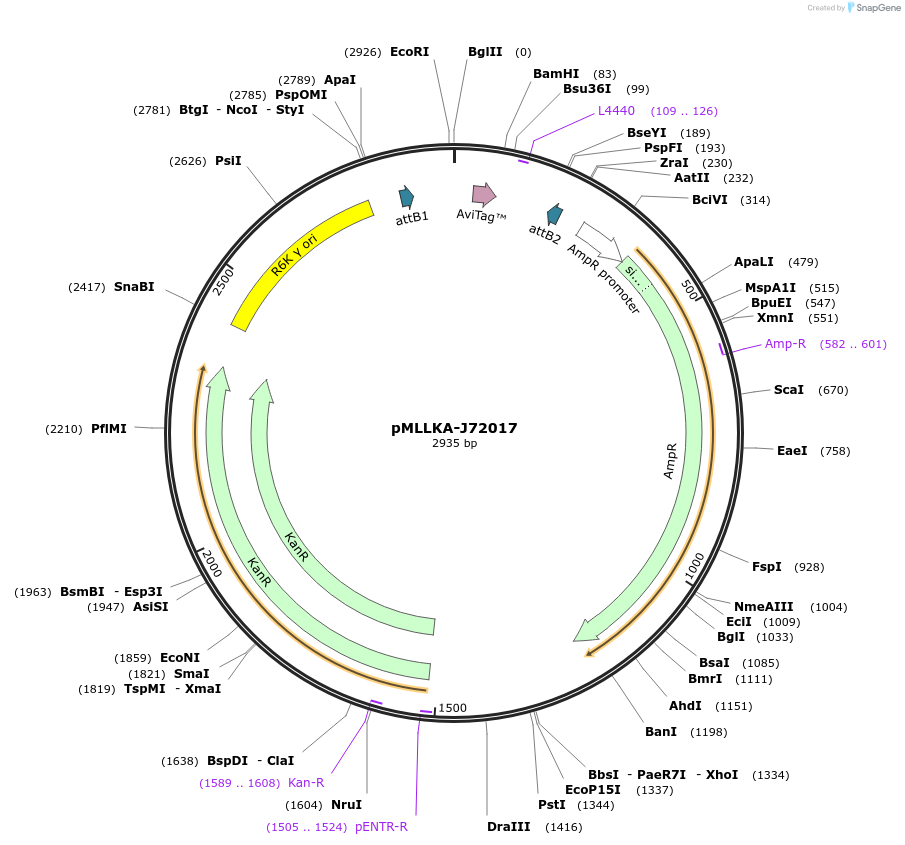 26008-plasmid-map-sequence-id-12196