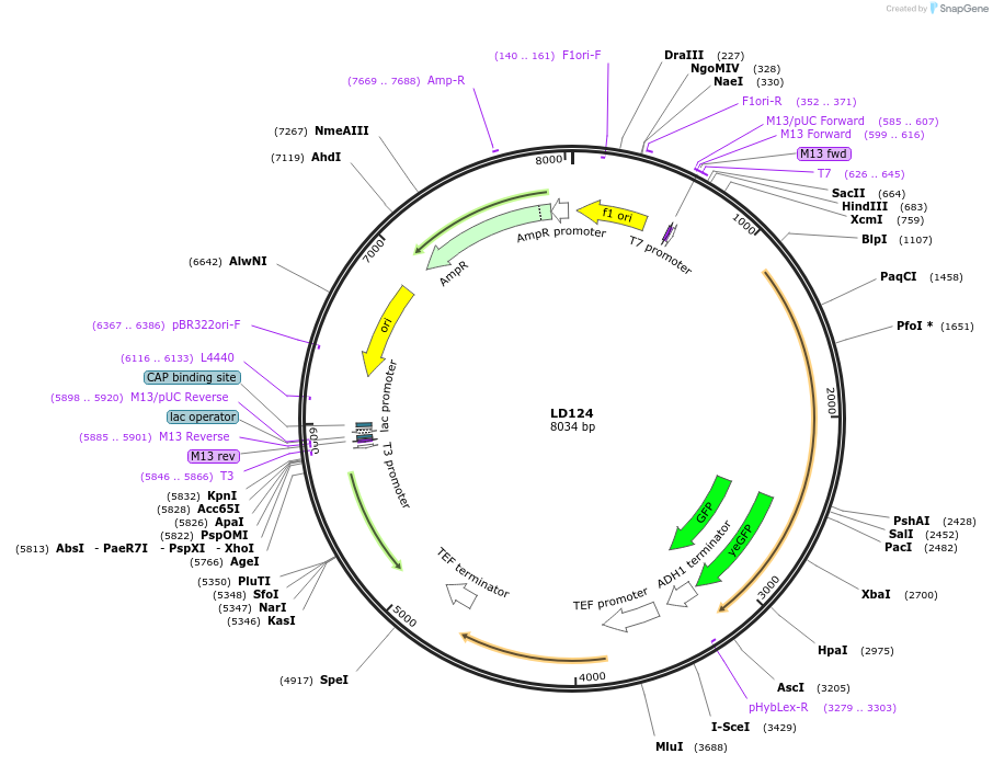 69174-plasmid-map-sequence-id-121962