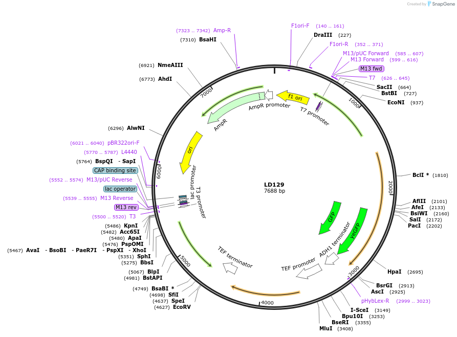 69176-plasmid-map-sequence-id-121964