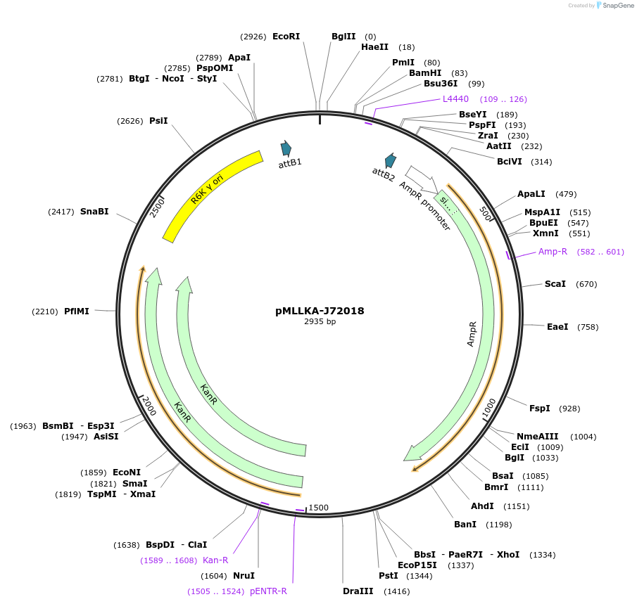 26009-plasmid-map-sequence-id-12197