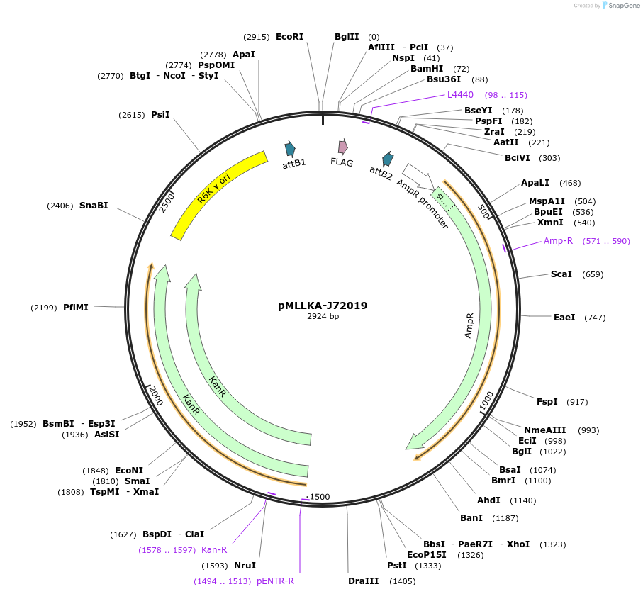 26010-plasmid-map-sequence-id-12198