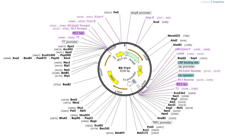 69196-plasmid-map-sequence-id-121984