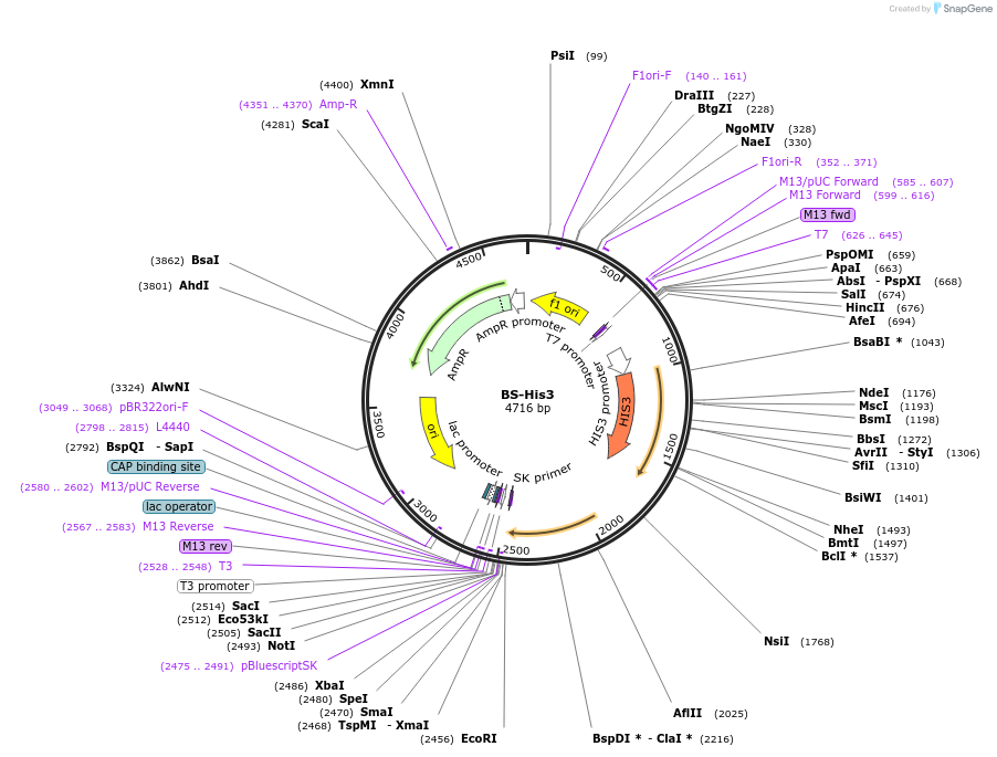 69197-plasmid-map-sequence-id-121985