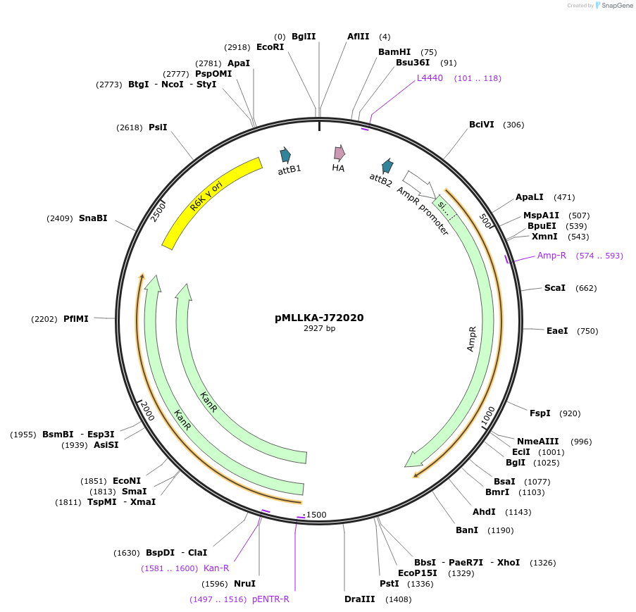 26011-plasmid-map-sequence-id-12199