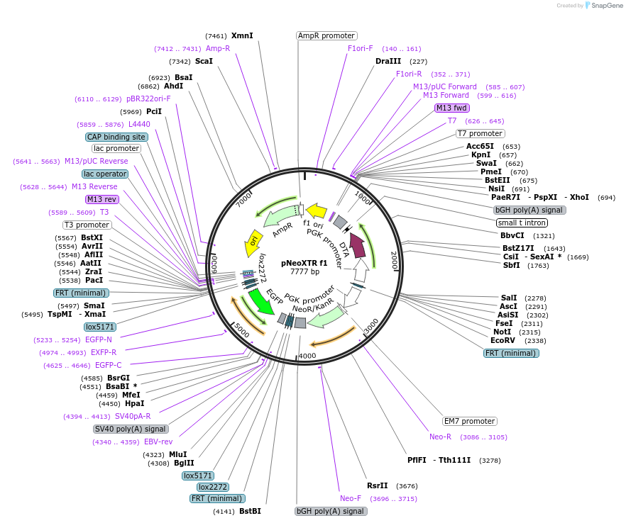 69158-plasmid-map-sequence-id-121990